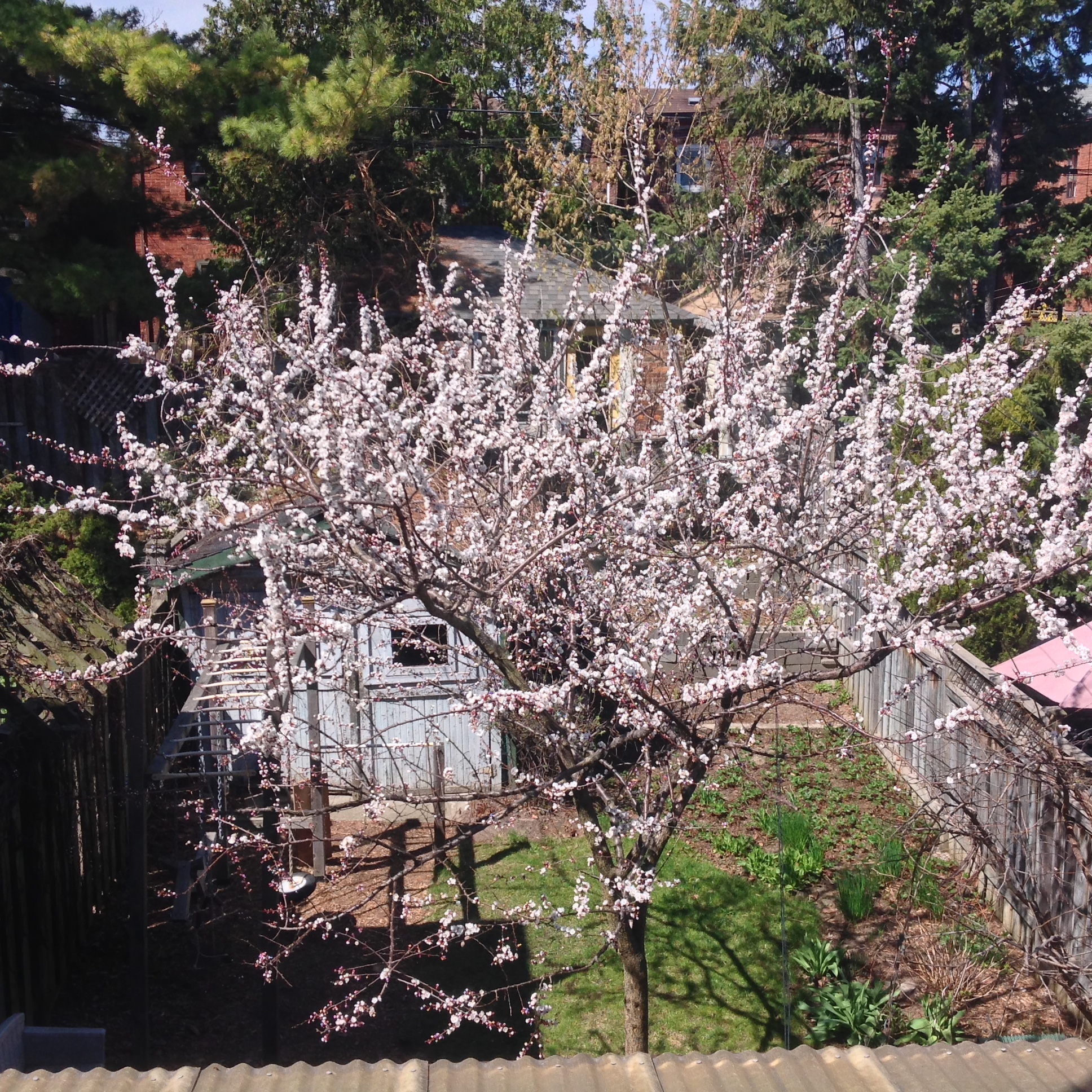 Apricot in bloom in my backyard